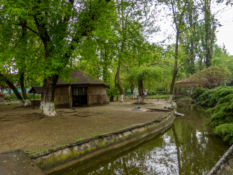 enclosure of ducks and goose