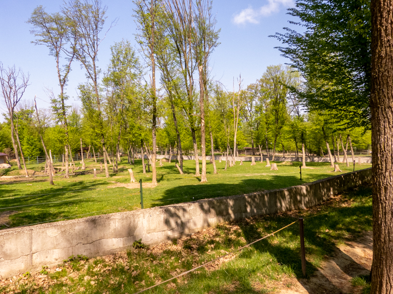 enclosure of elephants