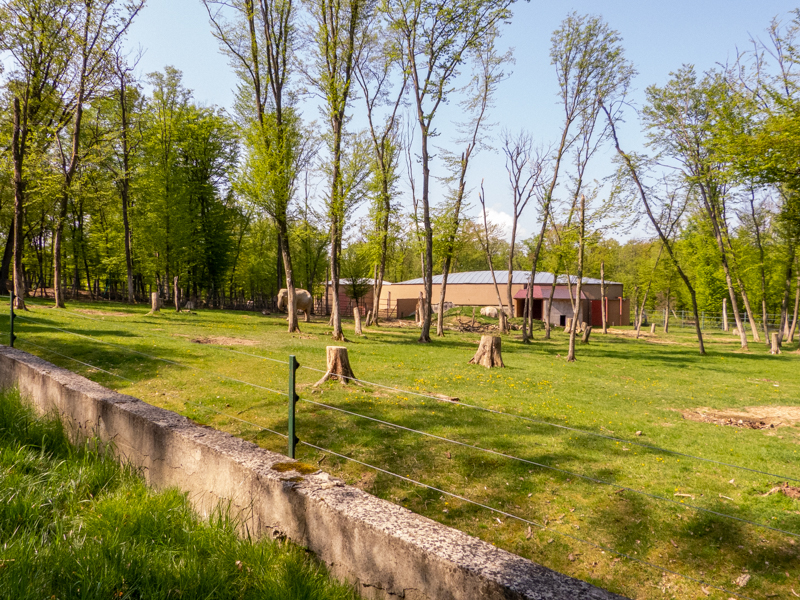 enclosure of elephants
