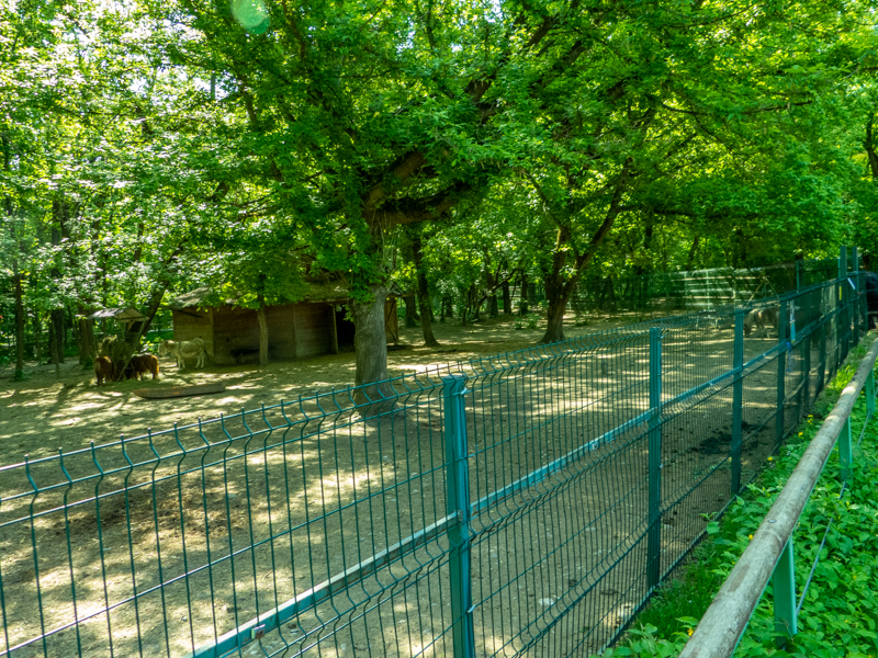 enclosure of emu, pony, alpaca