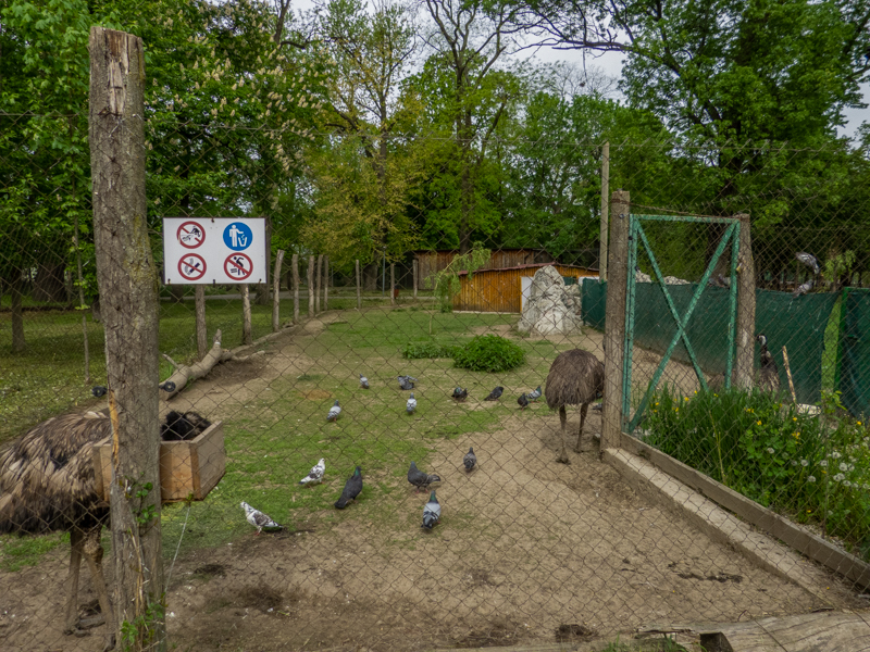 enclosure of emu