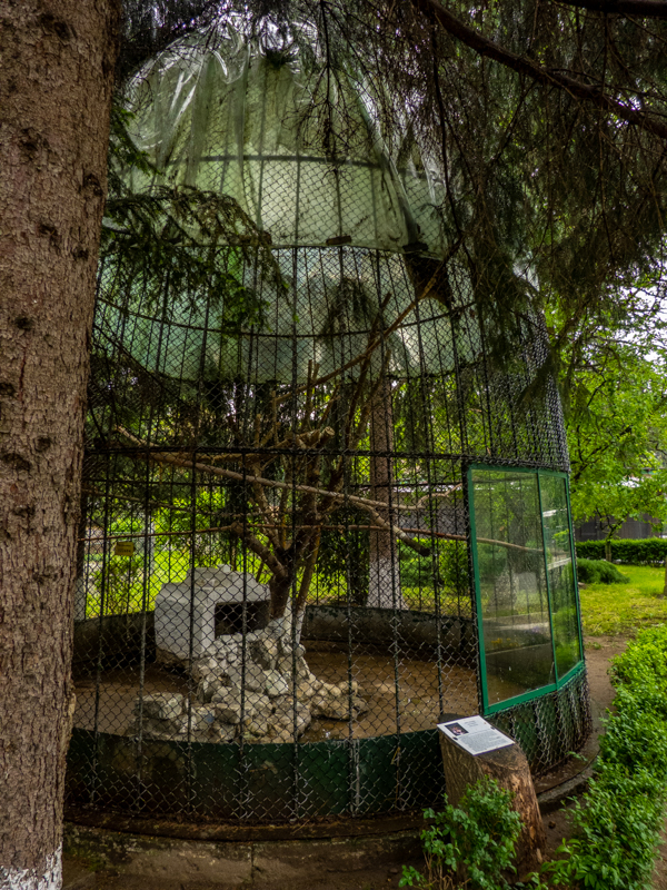 enclosure of Eurasian eagle-owl