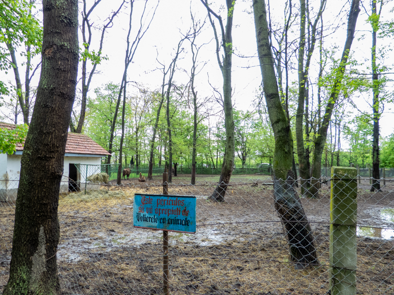enclosure of European bison