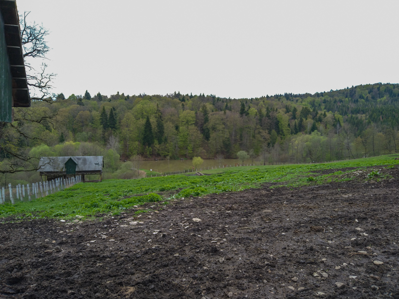 Enclosure of European bison