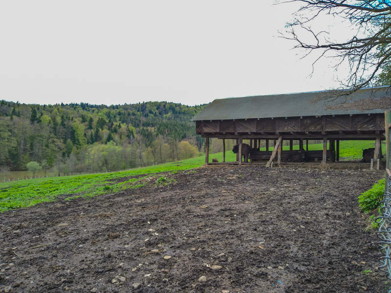 Enclosure of European bison