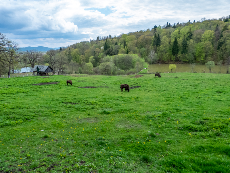 Enclosure of European bison