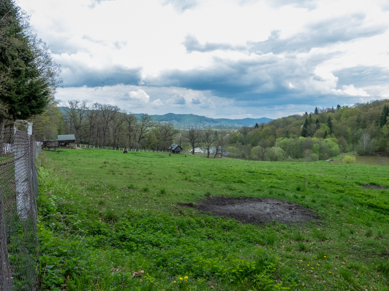 Enclosure of European bison