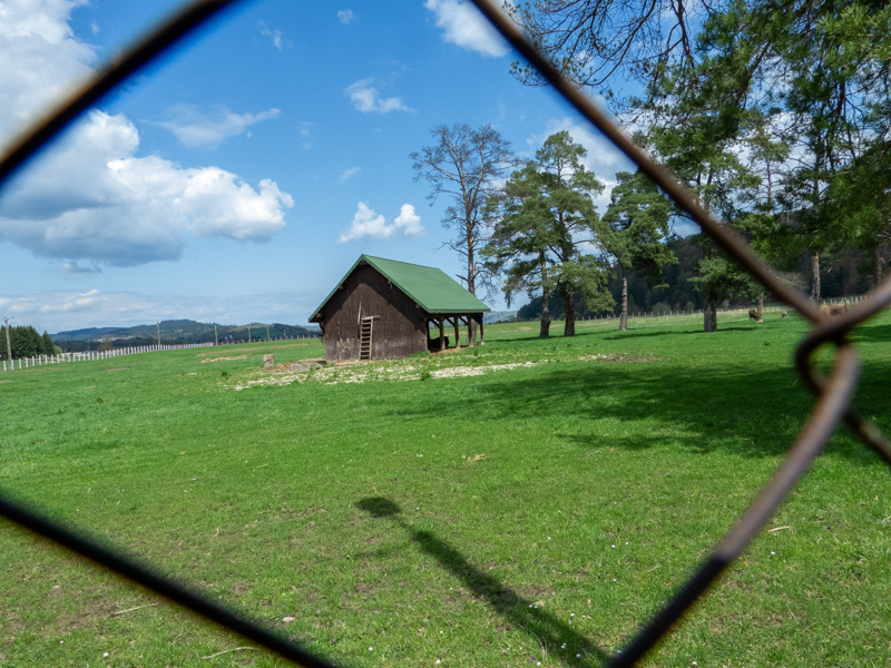 enclosure of european bison