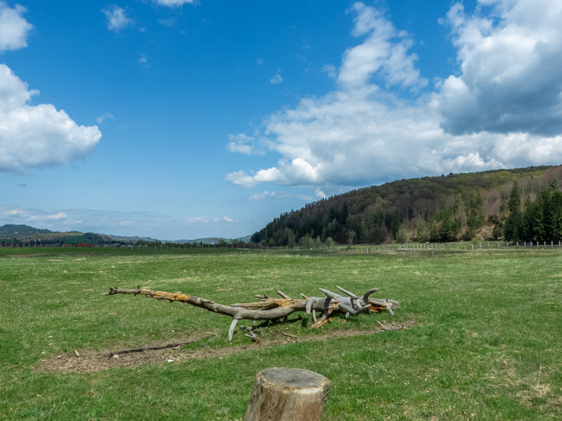 enclosure of european bison