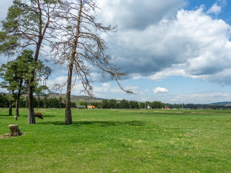 enclosure of european bison