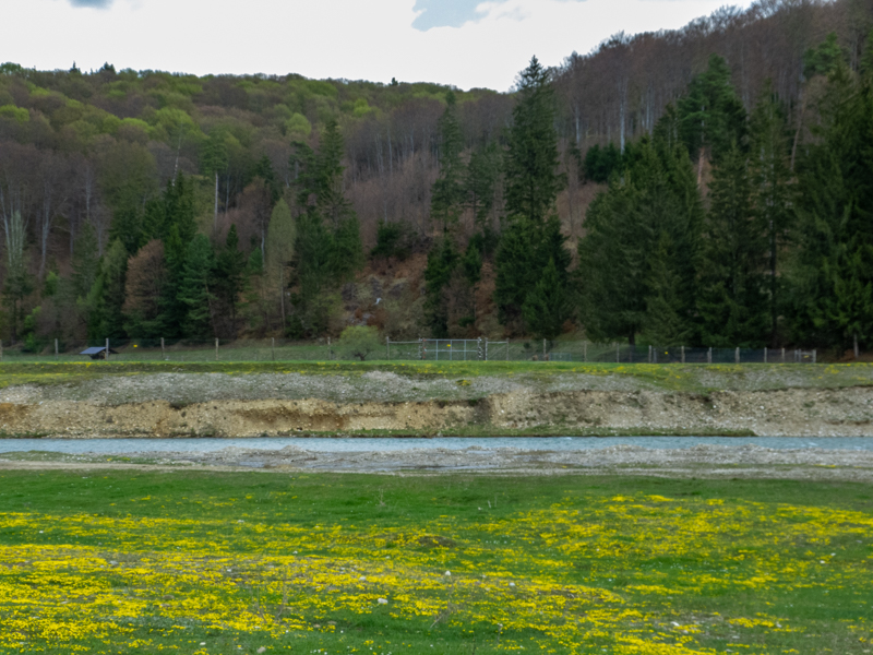 enclosure of european bison