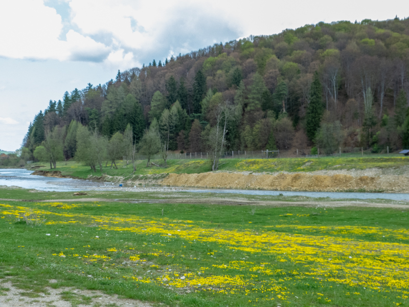 enclosure of european bison