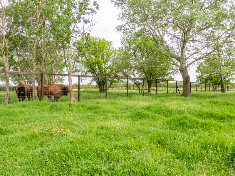 enclosure of european bison