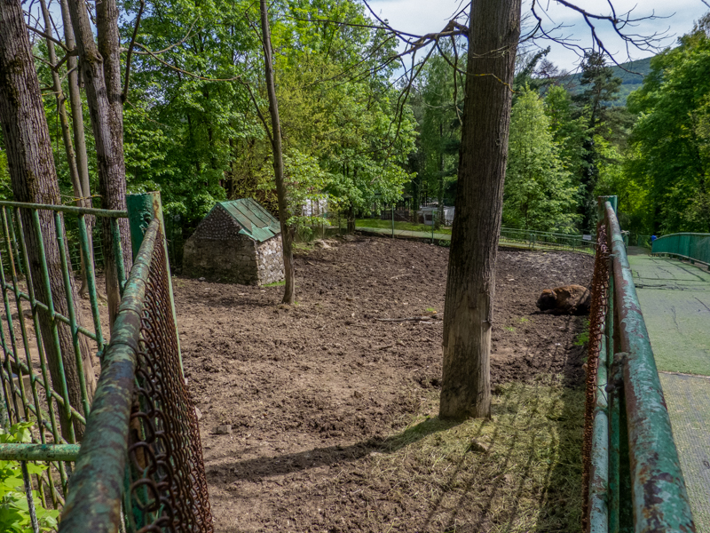 enclosure of european bison