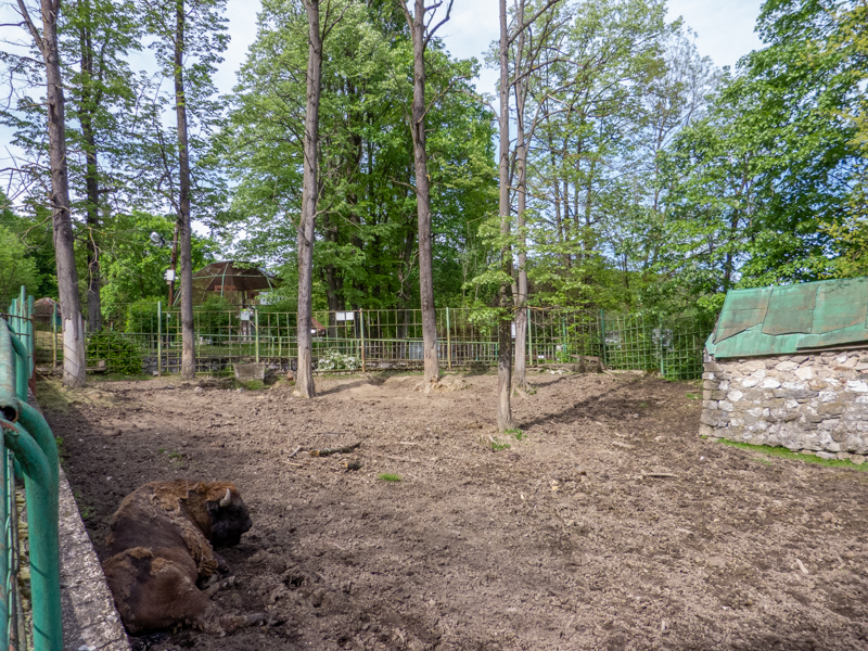 enclosure of european bison