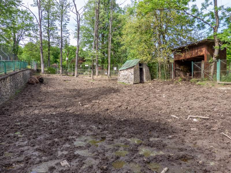 enclosure of european bison