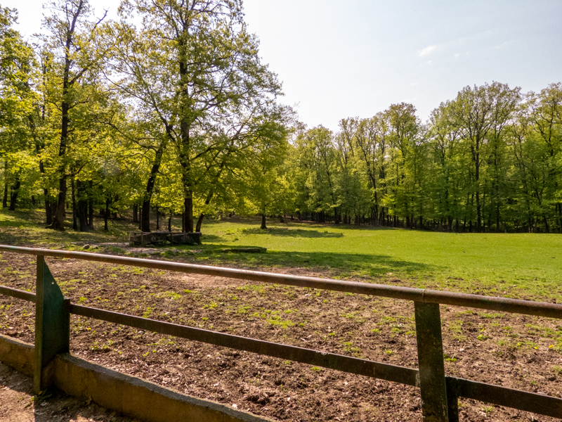 enclosure of european bison