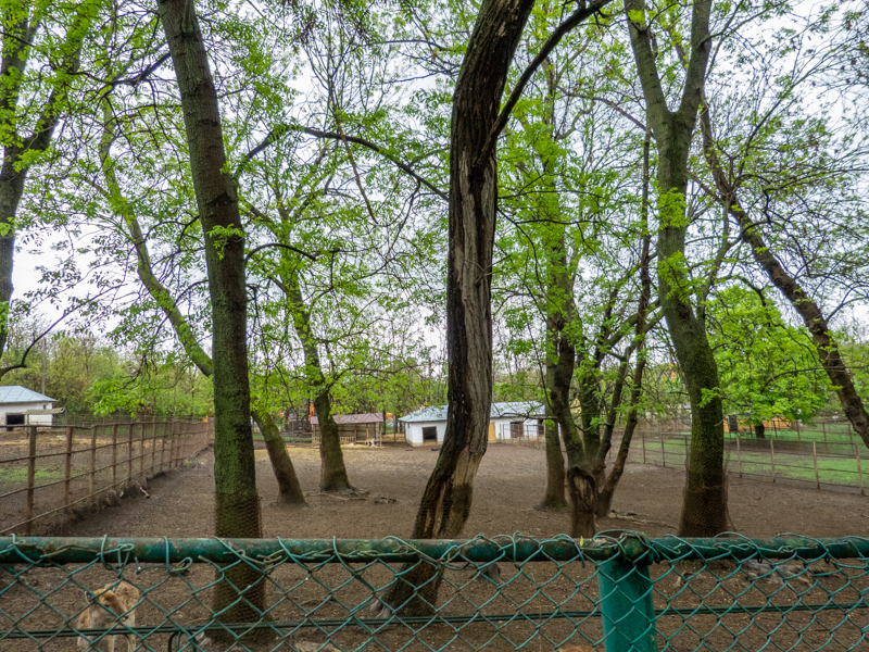 enclosure of European fallow deer