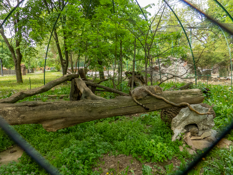 enclosure of european wild cat