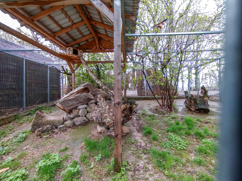 enclosure of european wildcat