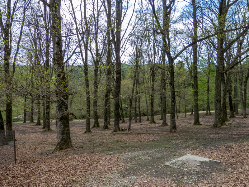 Enclosure of Fallow deer