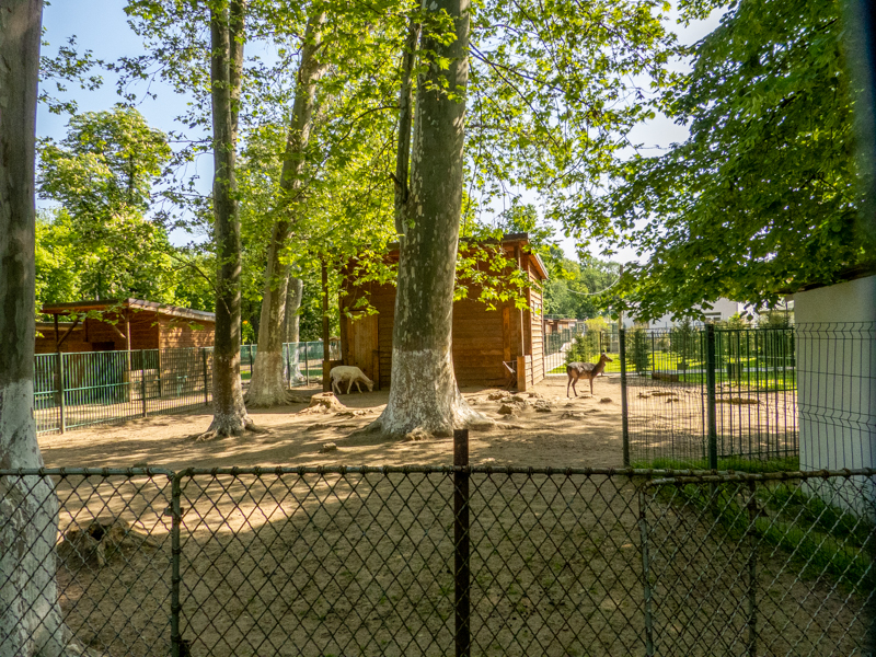 enclosure of fallow deer