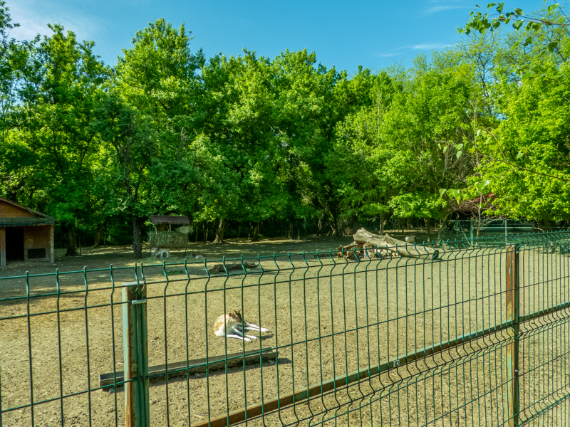 enclosure of fallow deer