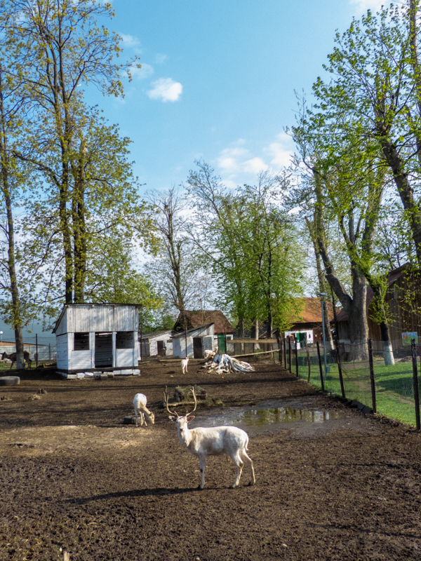 Enclosure of fellow deer