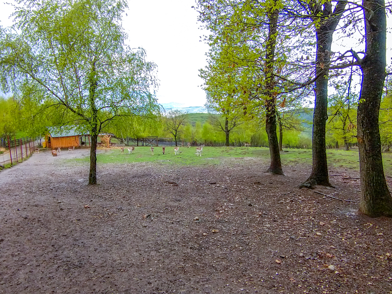 enclosure of fellow deer