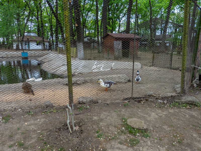 enclosure of fowl