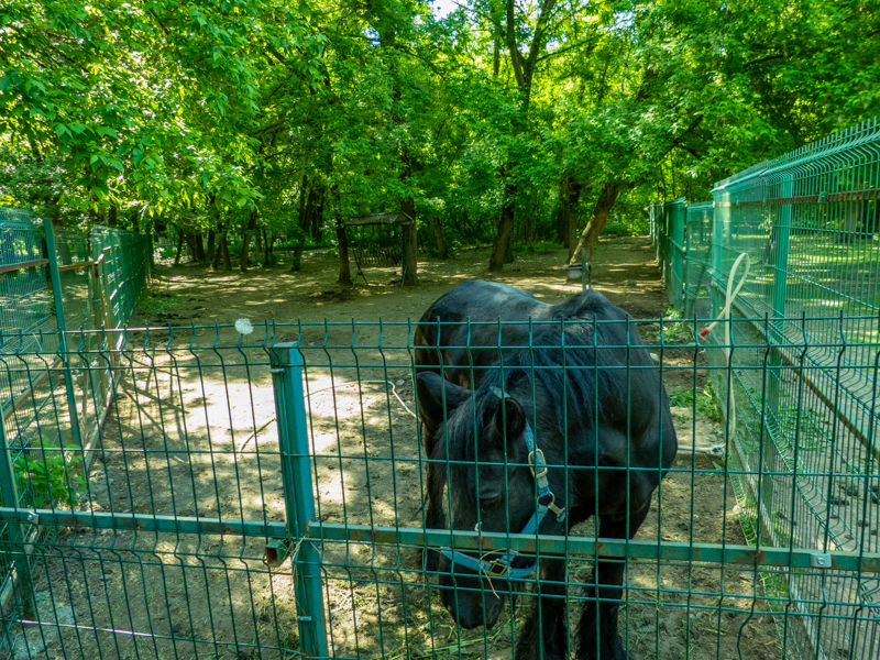 enclosure of Frizian