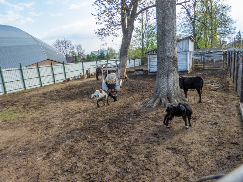 Enclosure of goats and donkeys