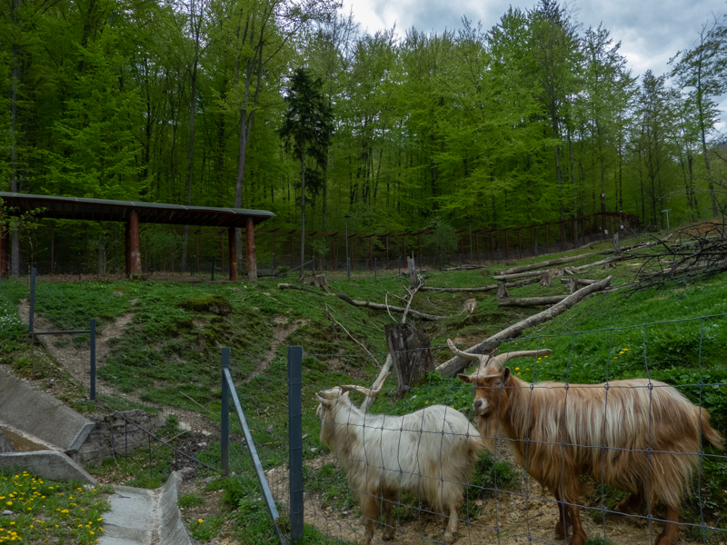 enclosure of goats and donkeys