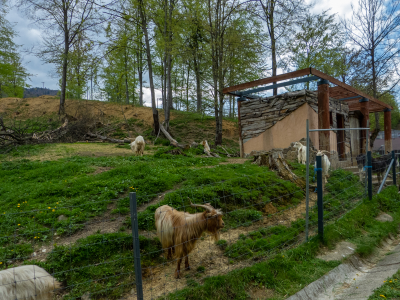 enclosure of goats and donkeys