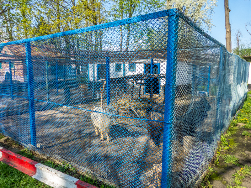 Enclosure of goats (males)