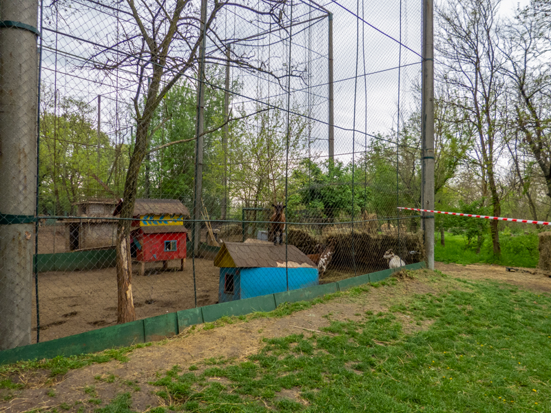enclosure of goats