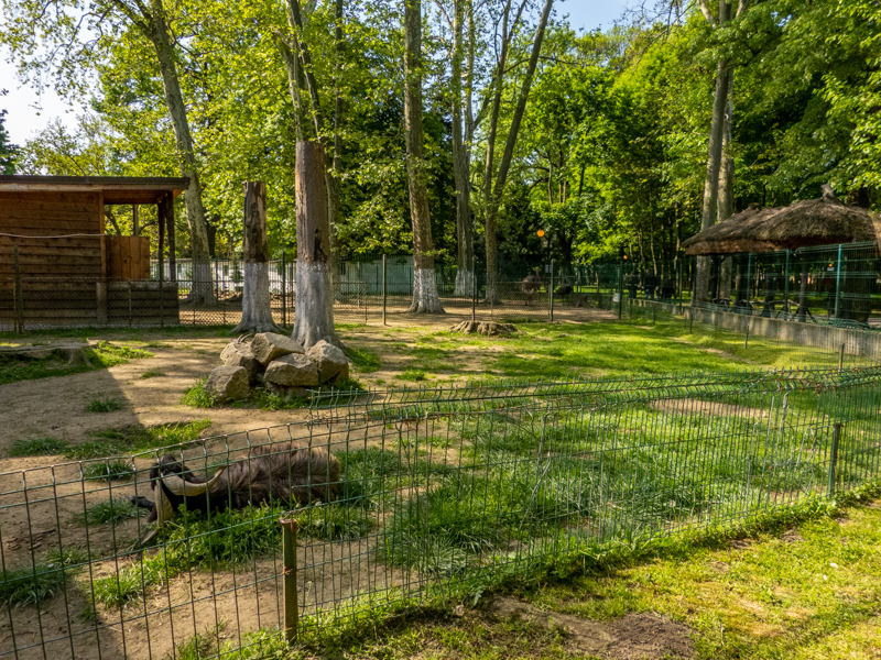 enclosure of goats