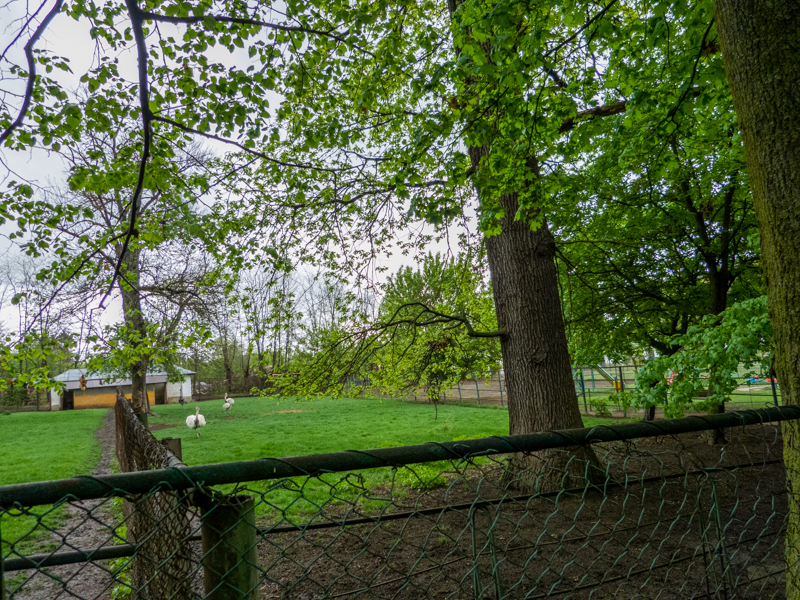 enclosure of Greater rhea