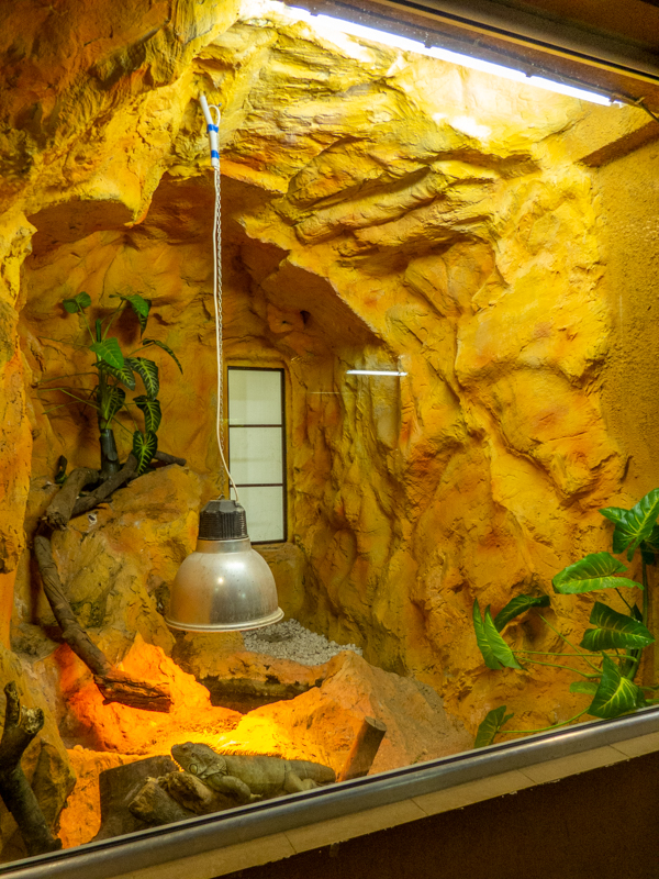 enclosure of green iguana