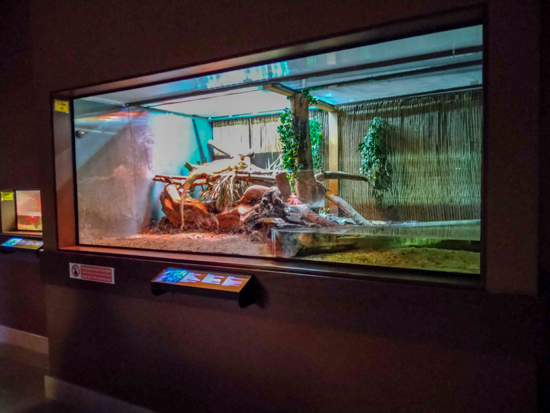 enclosure of green iguana