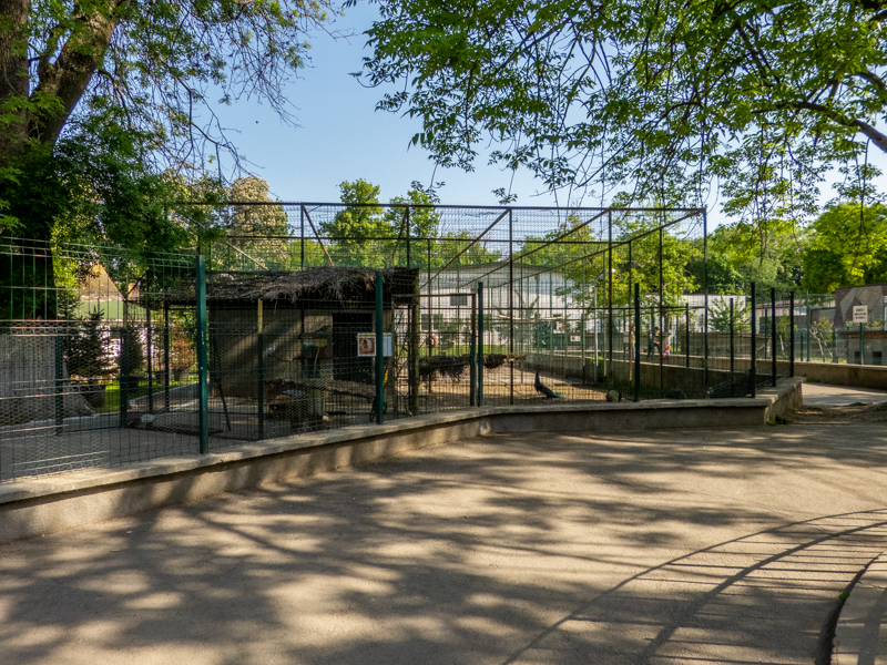 enclosure of guinea pig inside the enclosure of peafowl
