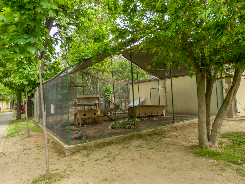enclosure of guinea pig