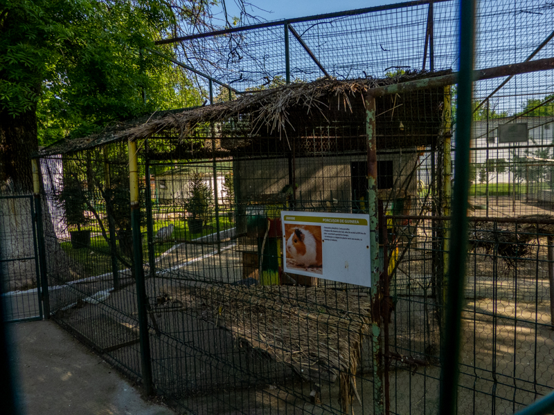 enclosure of guinea pig