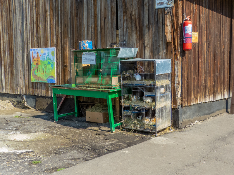 Enclosure of guinea pigs
