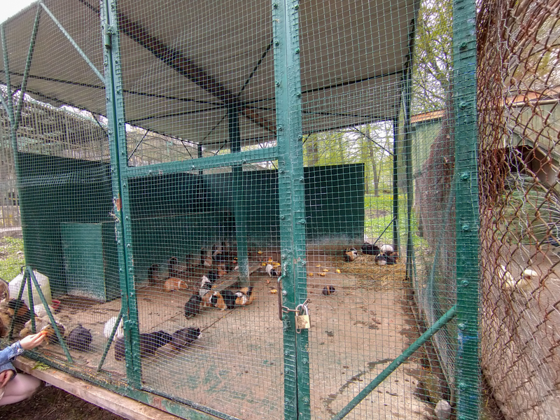 Enclosure of guinea pigs