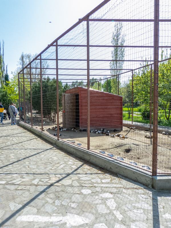 enclosure of guniea pigs, rabbits, peacocks