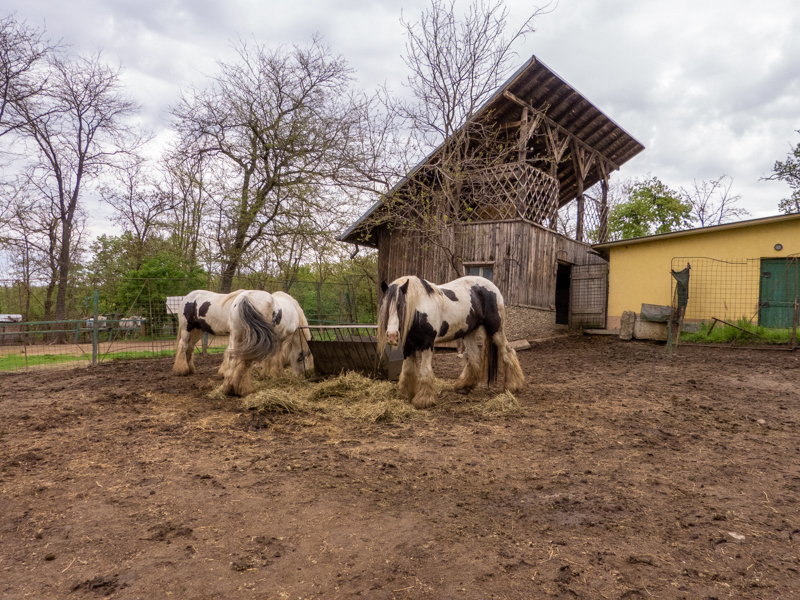 Enclosure of gypsy horses