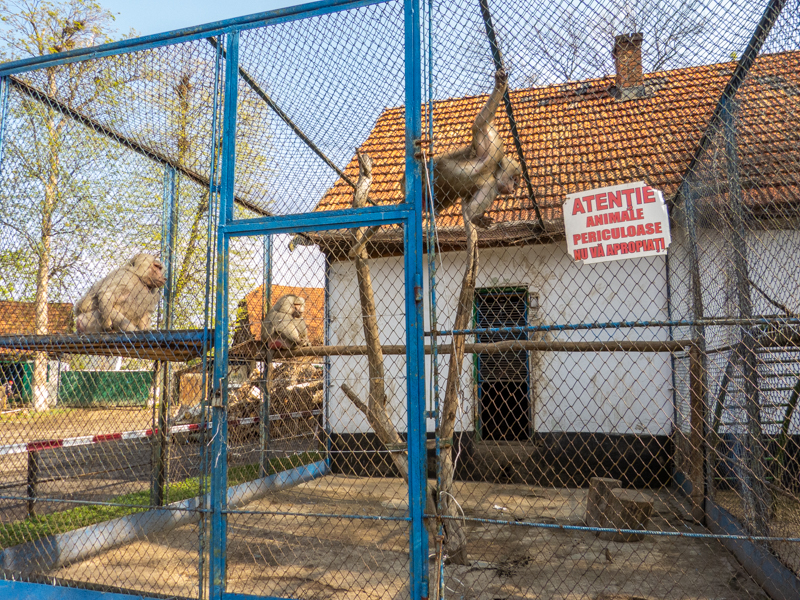 Enclosure of Hamadryas baboon