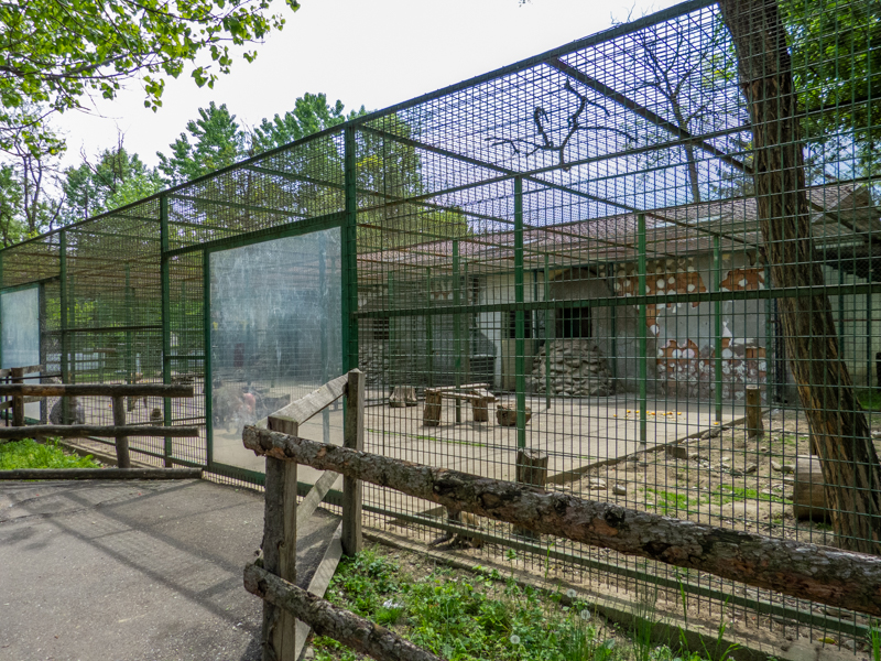 enclosure of hamadryas baboon
