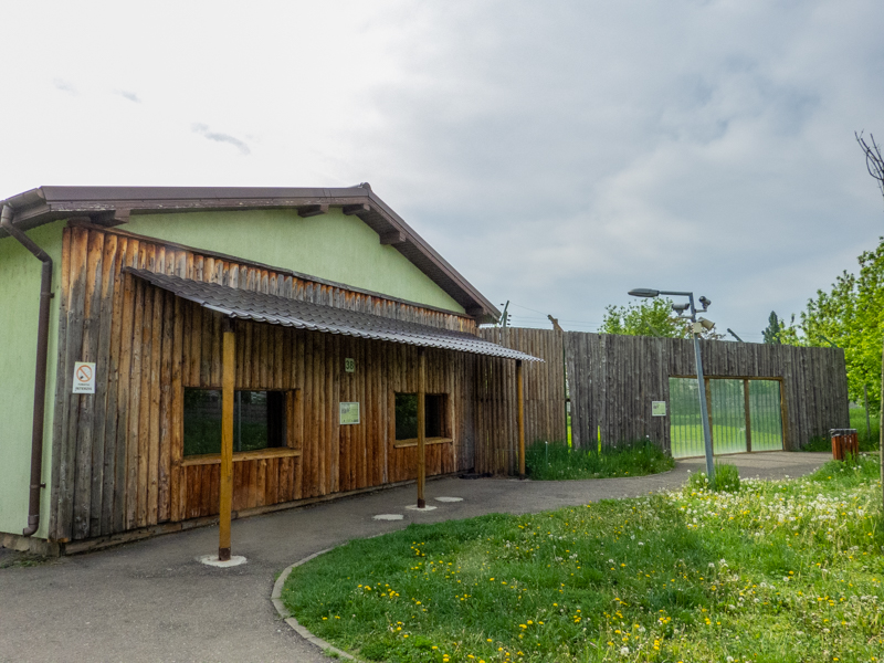 enclosure of hamadryas baboon